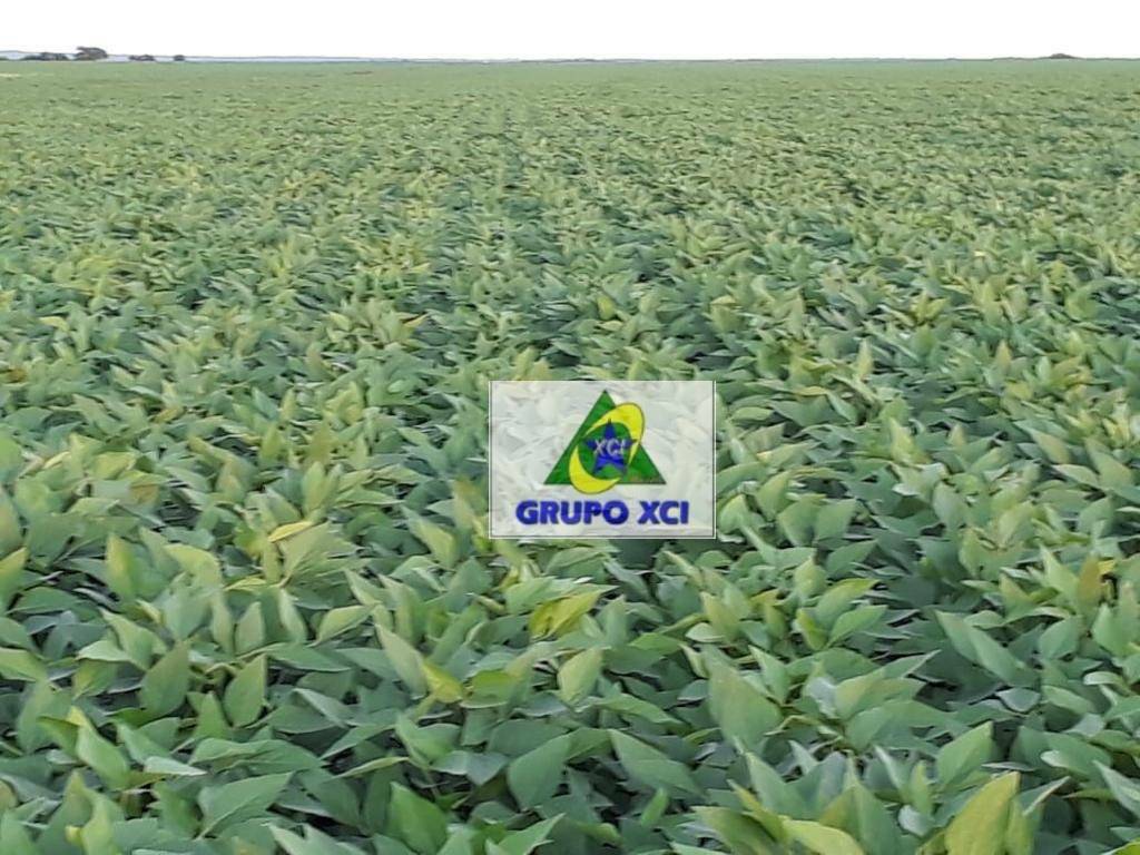 Fazenda-Sítio-Chácara, 1152 hectares - Foto 12