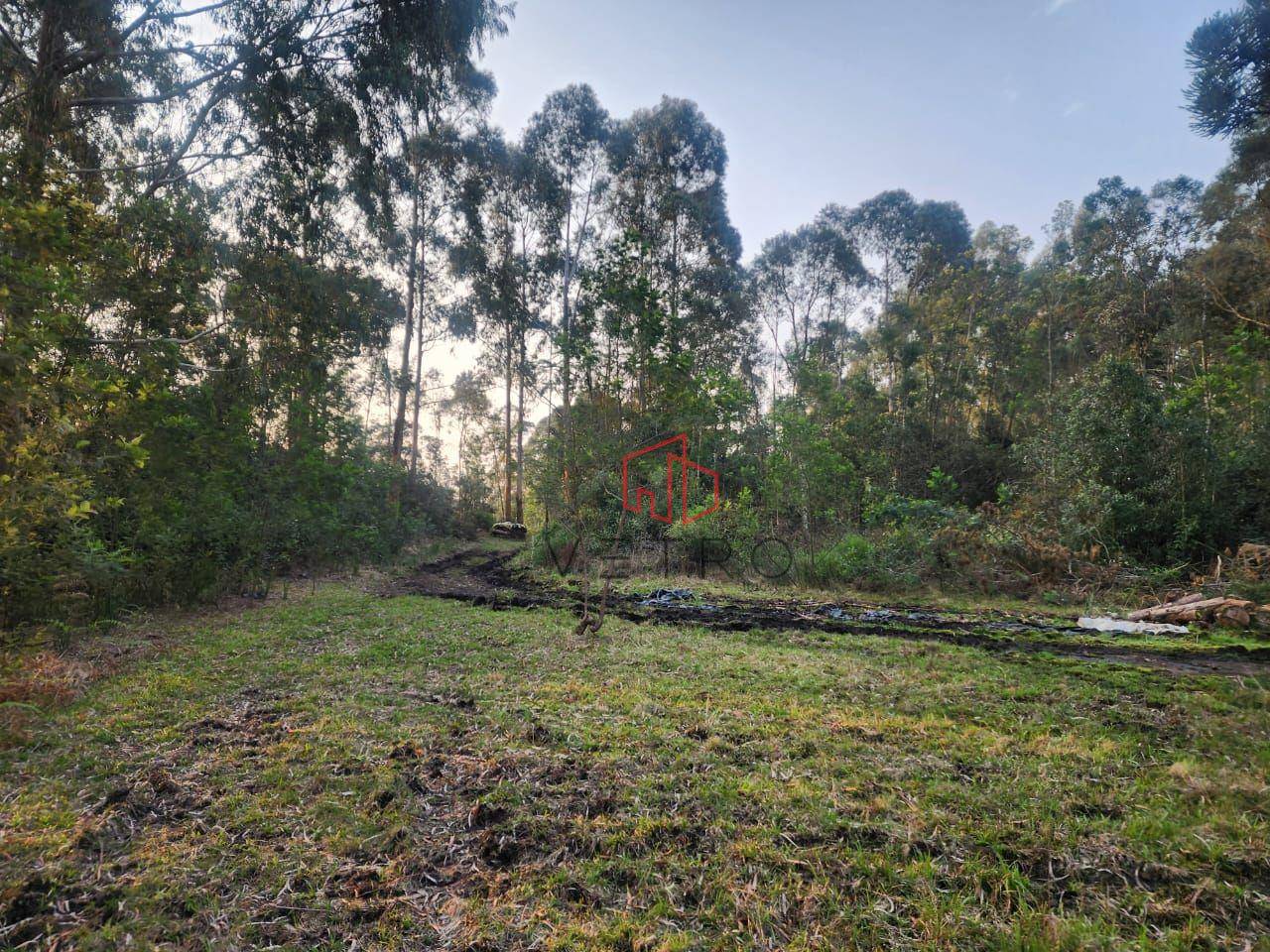 Sítio, 2 quartos, 2 hectares - Foto 4