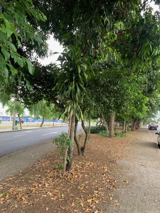 Terreno para alugar, 300m² - Foto 3