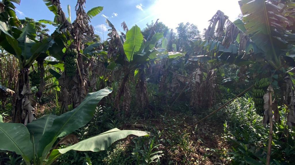 Fazenda à venda com 3 quartos, 12000m² - Foto 39