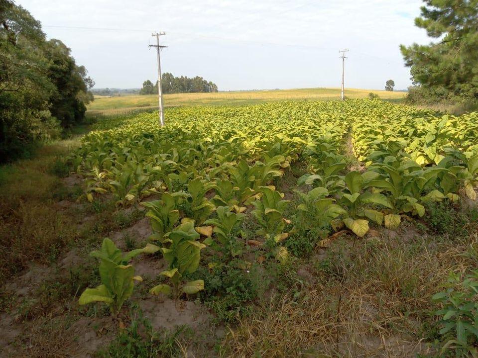 Fazenda à venda com 3 quartos, 130000m² - Foto 8