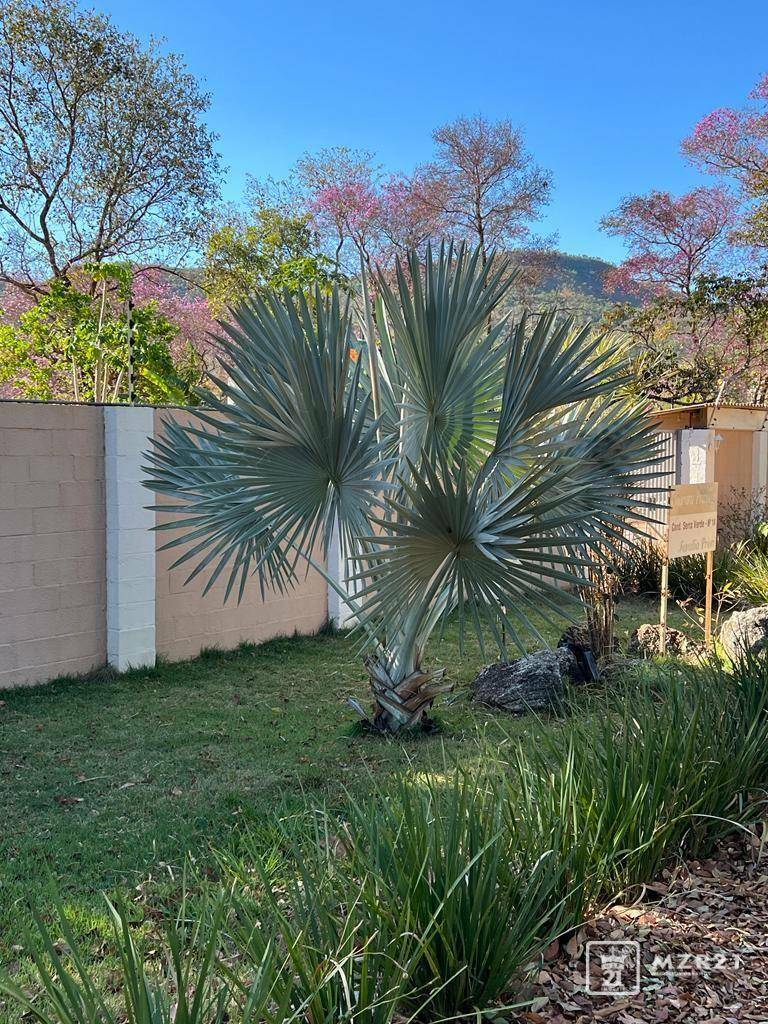 Chácara à venda com 4 quartos, 6000M2 - Foto 8