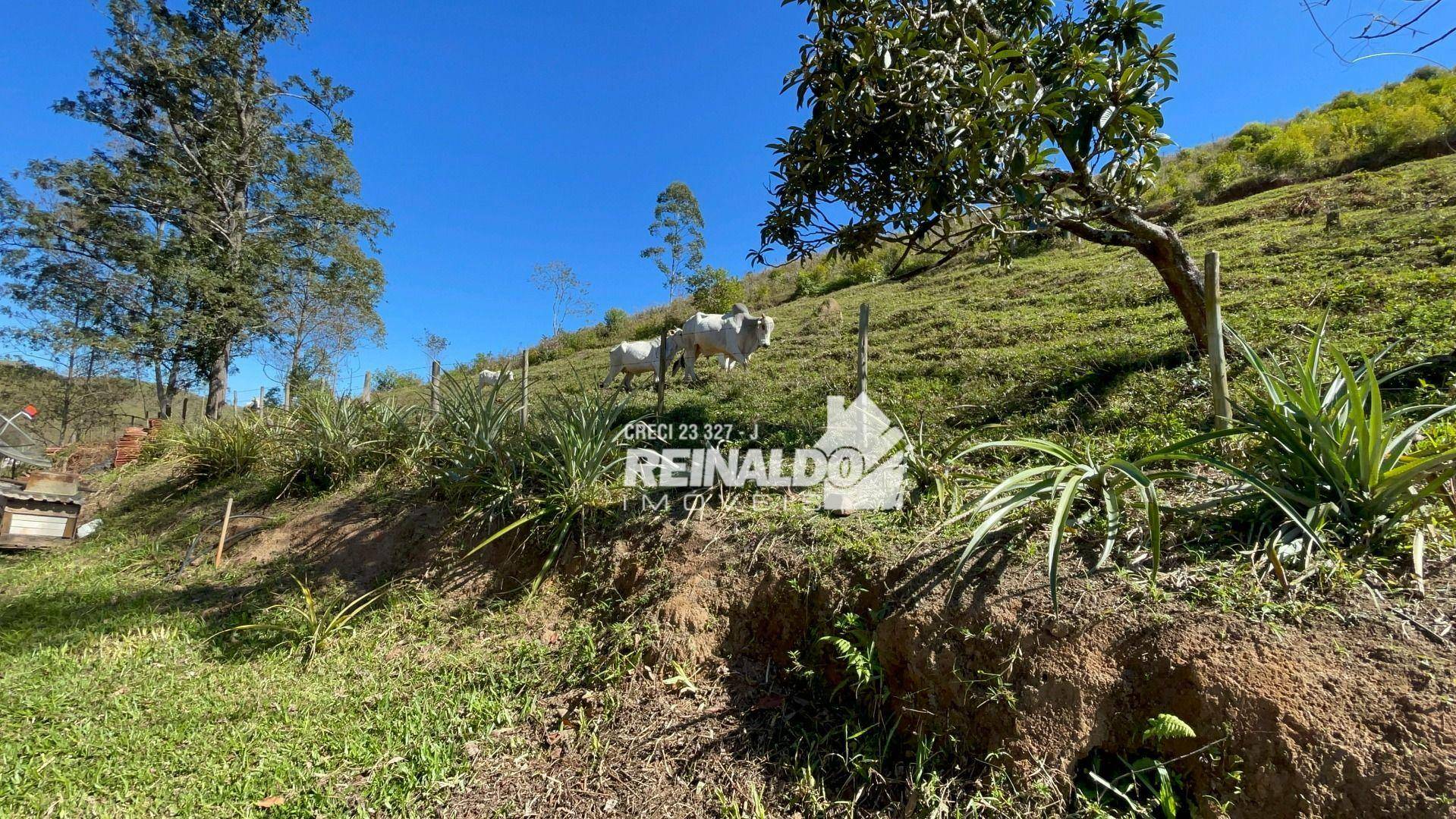 Fazenda à venda com 8 quartos, 900m² - Foto 20