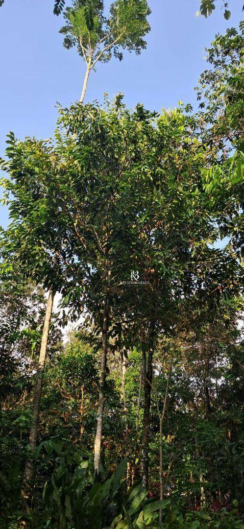 Sítio, 4 m² - Foto 3