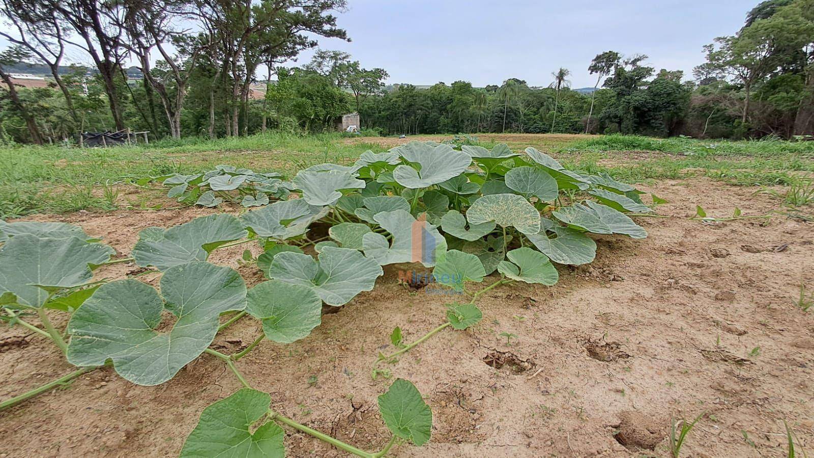 Terreno, 5 hectares - Foto 4