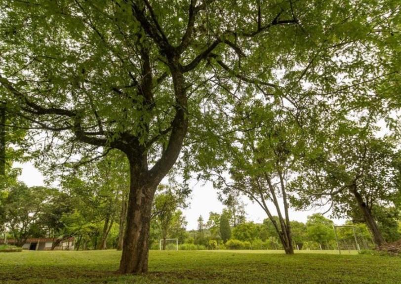 Chácara à venda com 3 quartos, 5000m² - Foto 9