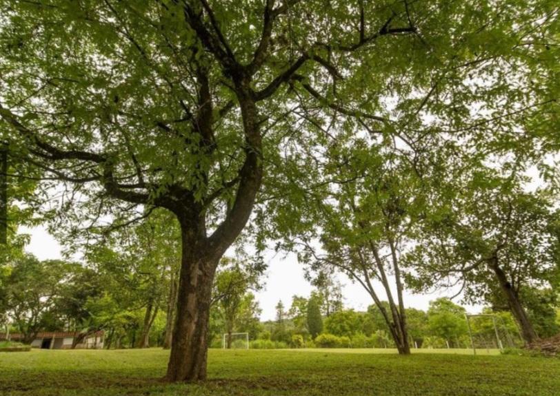 Fazenda à venda com 3 quartos, 5000m² - Foto 9