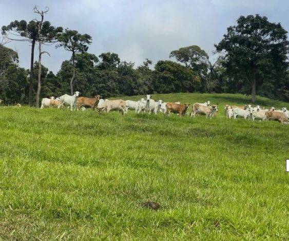 Fazenda, 147 hectares - Foto 1