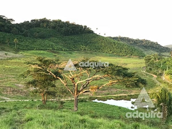 Fazenda-Sítio-Chácara, 44 hectares - Foto 4