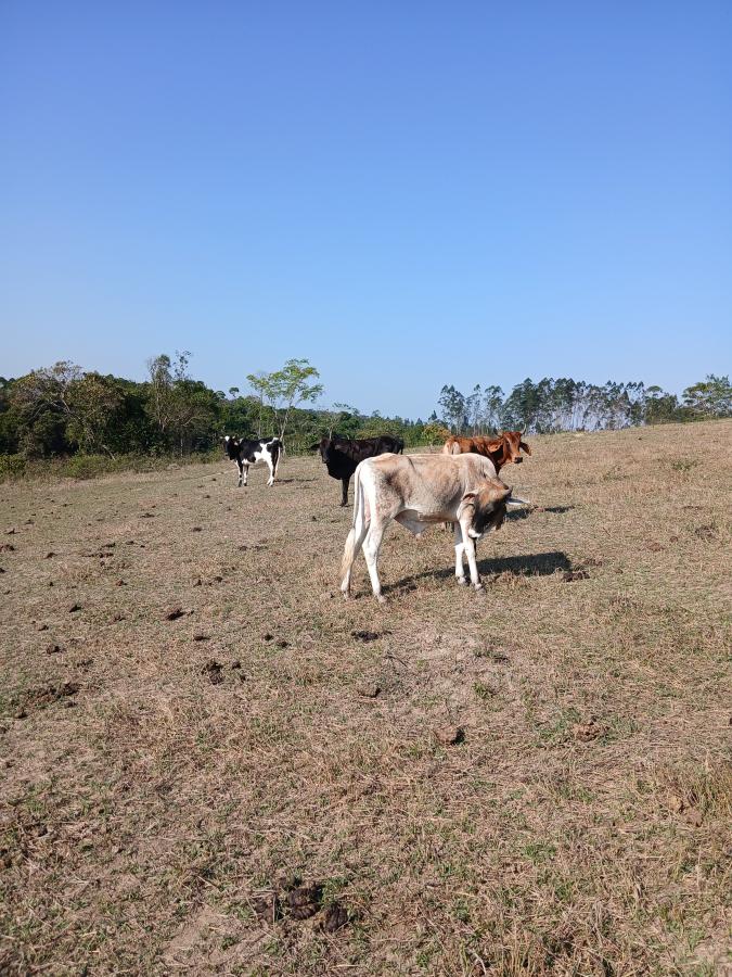 Fazenda à venda com 1 quarto, 96000m² - Foto 19