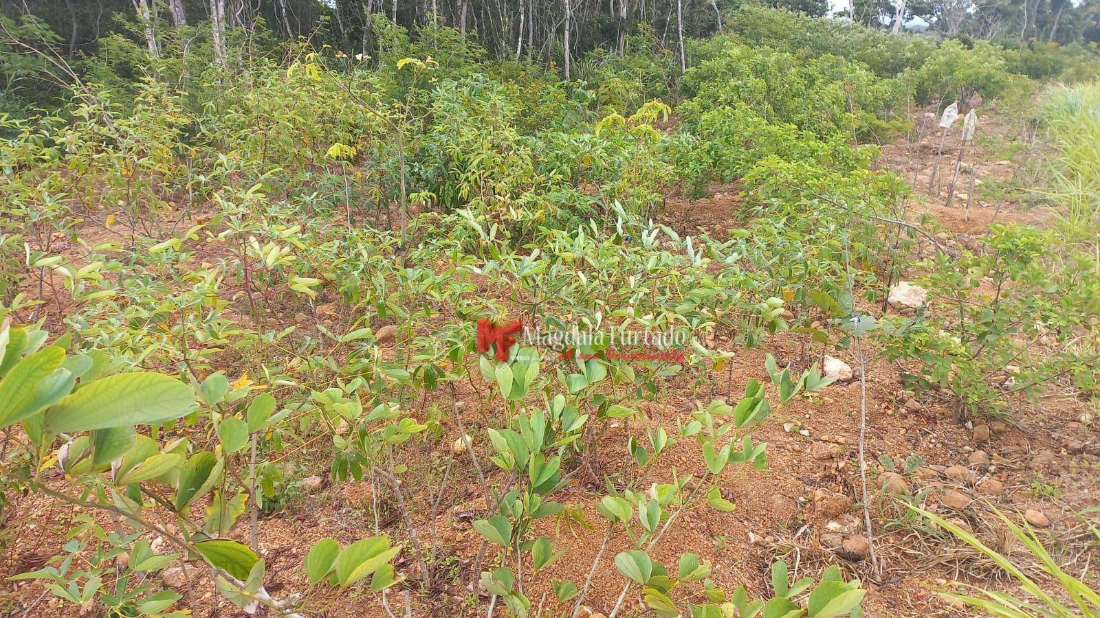 Terreno à venda, 300M2 - Foto 16