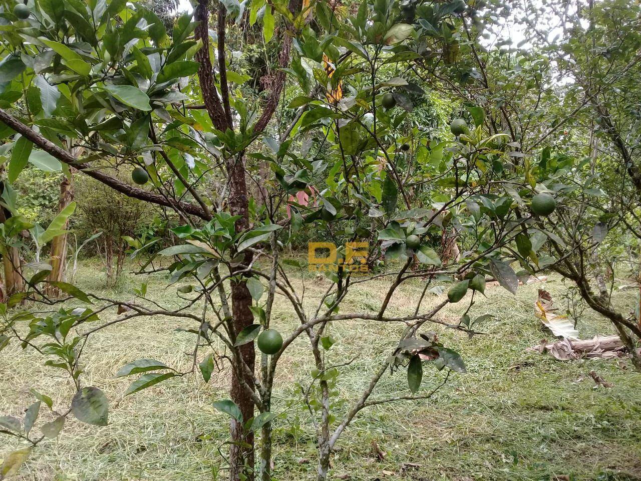 Chácara, 2 quartos, 1000 m² - Foto 5