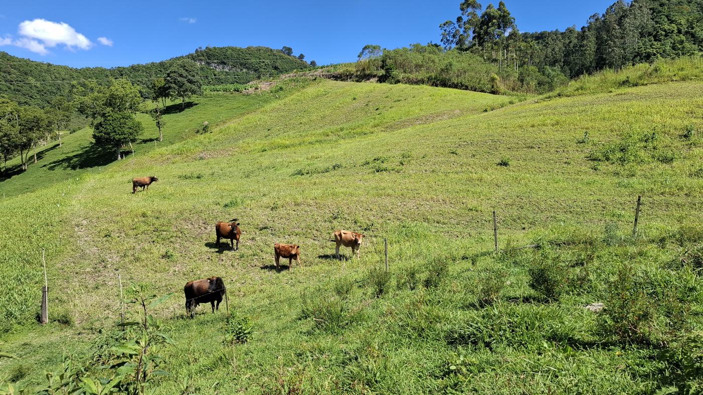 Fazenda à venda com 3 quartos, 20000m² - Foto 6