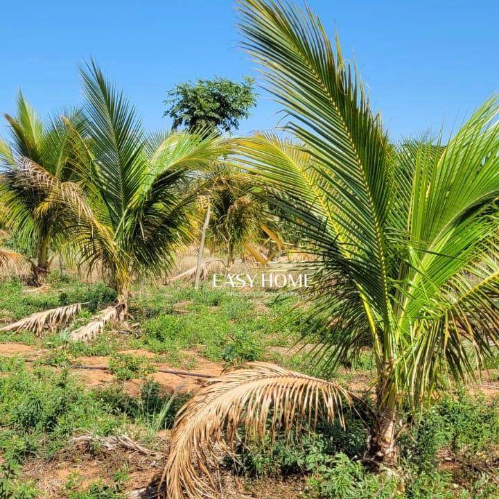 Chácara, 2 quartos, 6 hectares - Foto 4