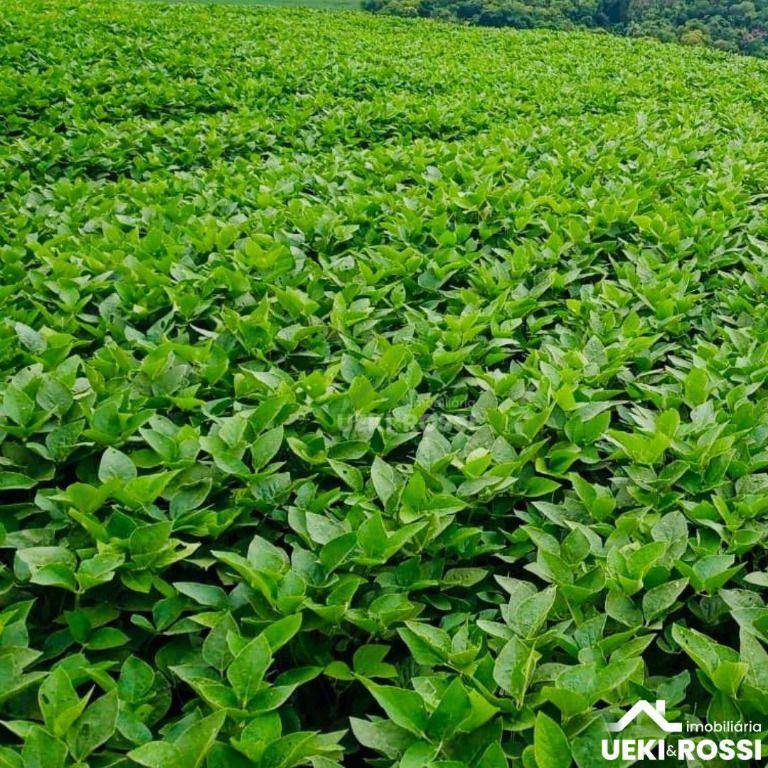 Fazenda, 97 hectares - Foto 2