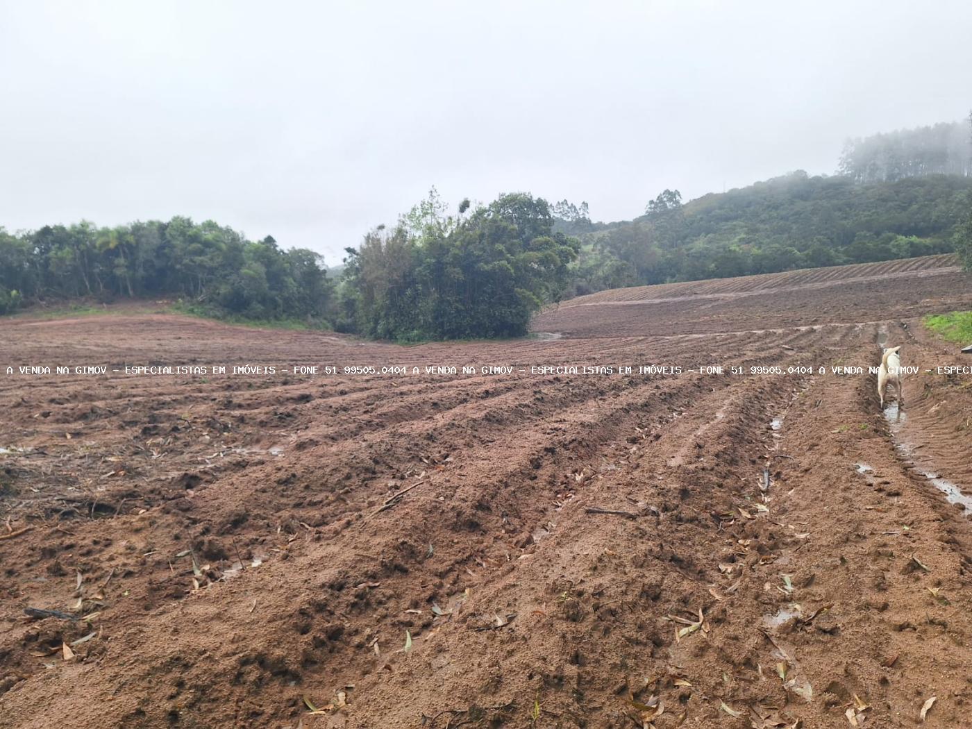 Fazenda à venda com 2 quartos, 141000m² - Foto 35