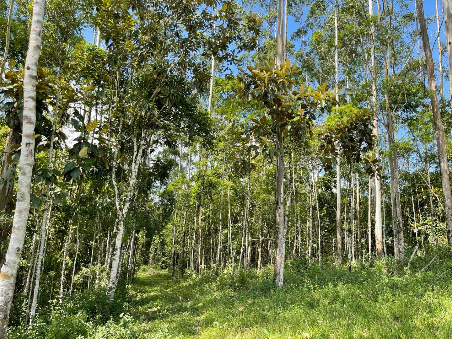 Terreno à venda, 55000M2 - Foto 8