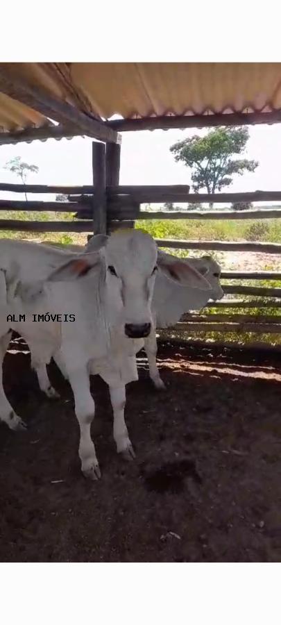 Fazenda à venda, 100m² - Foto 7