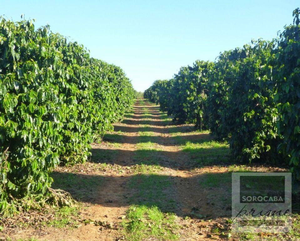 Fazenda-Sítio-Chácara, 1317 hectares - Foto 4