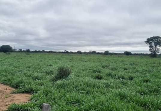 Fazenda à venda, 7300m² - Foto 8