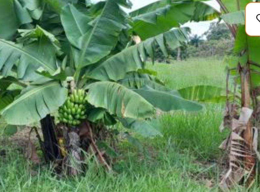 Fazenda à venda com 2 quartos, 5000m² - Foto 3