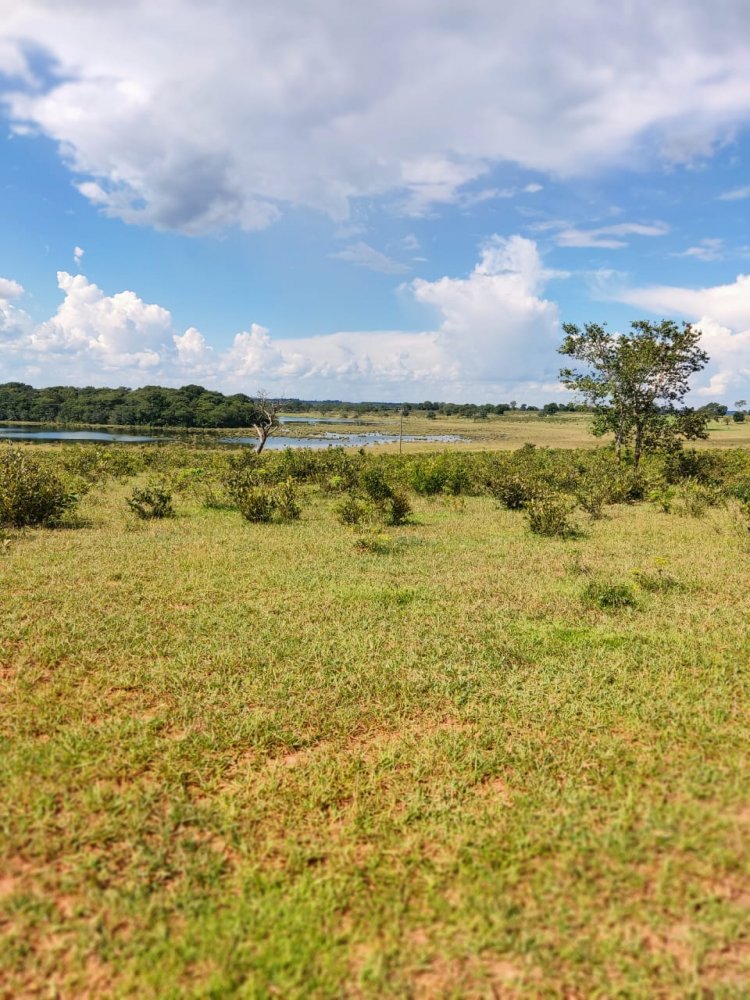 Fazenda-Sítio-Chácara, 537 hectares - Foto 5