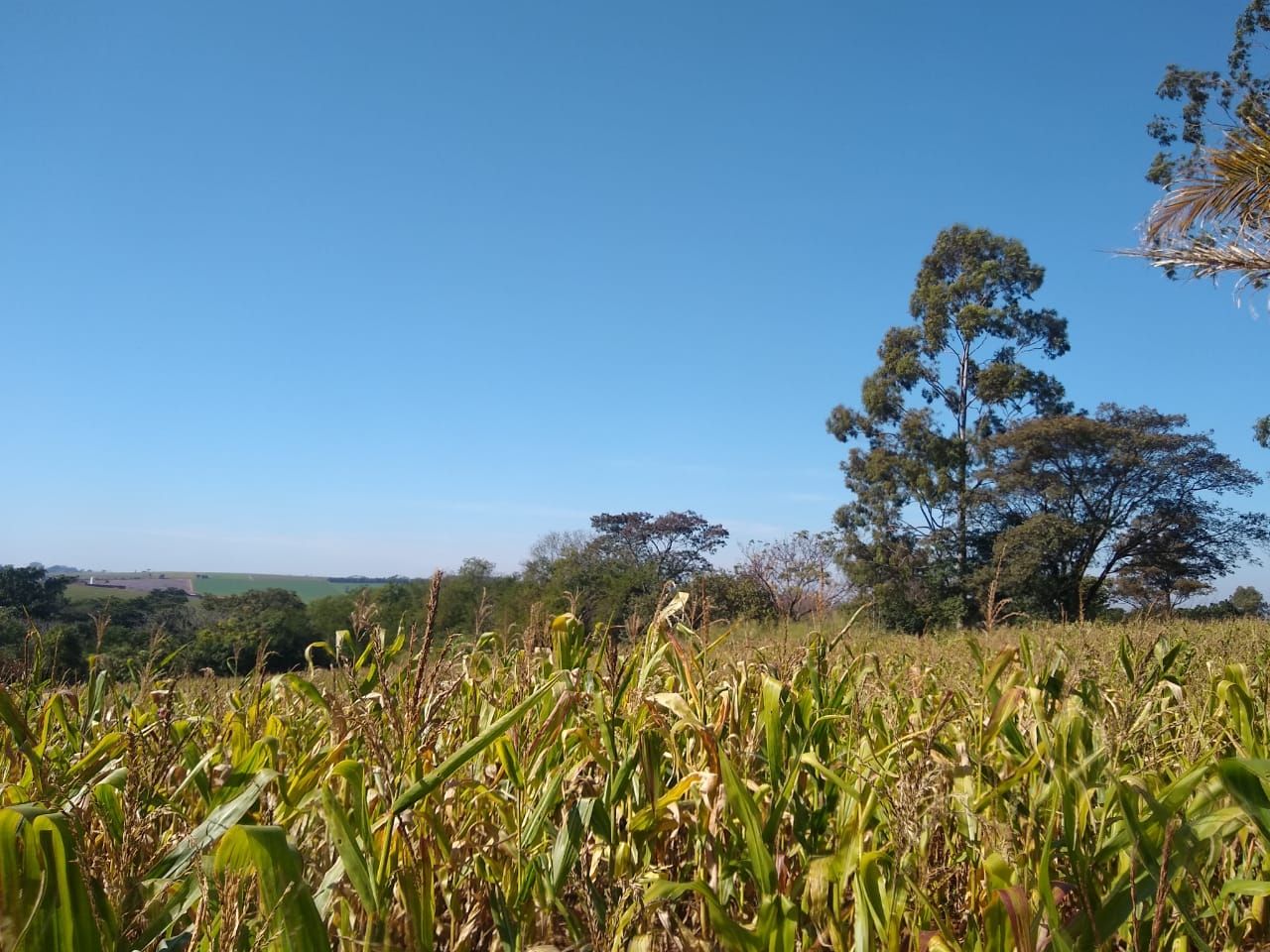 Terreno à venda, 181500M2 - Foto 8