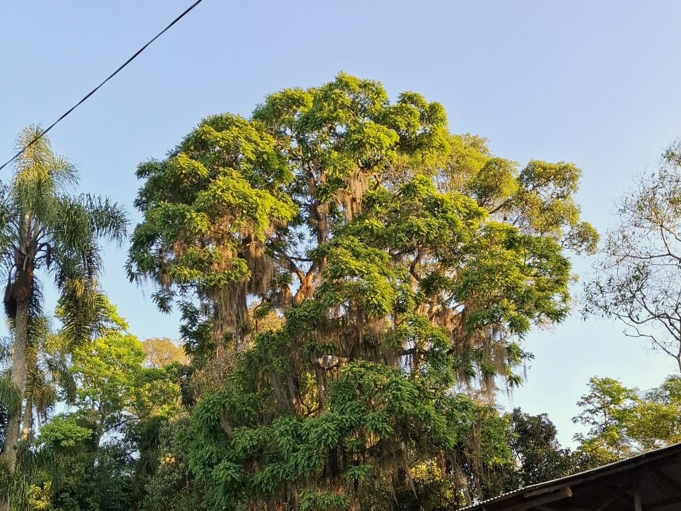 Fazenda à venda com 3 quartos, 90000m² - Foto 48