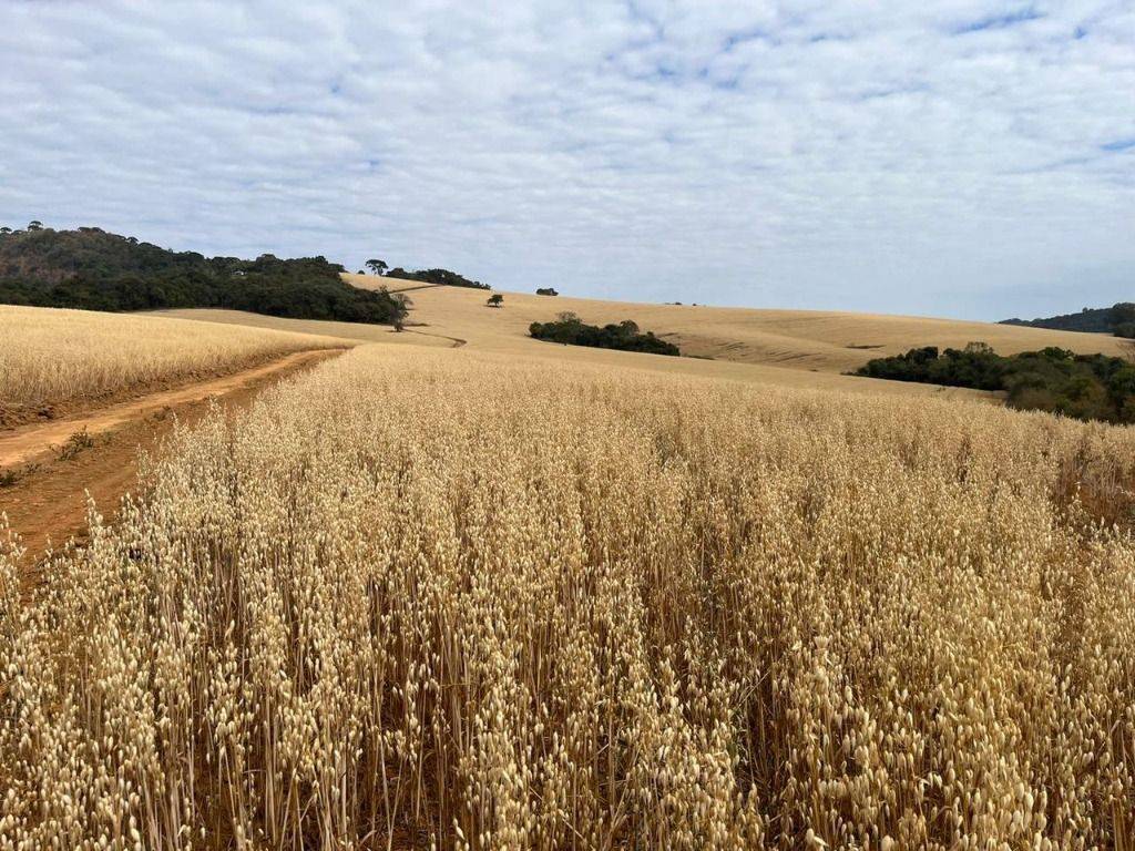 Fazenda, 339 hectares - Foto 17