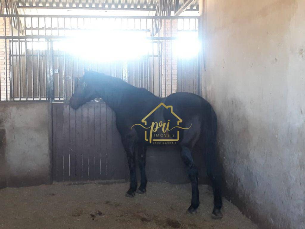 Haras e Área Rural Padrão à venda com 4 quartos, 1000m² - Foto 11