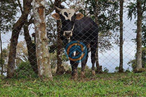 Chácara, 2 hectares - Foto 19