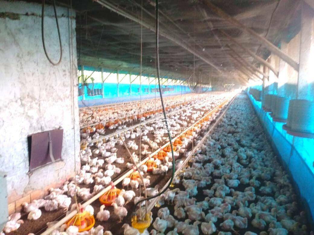 Sítio à venda com 4 quartos, 15000M2 - Foto 16