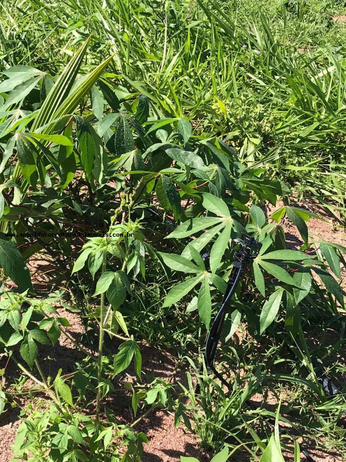 Fazenda à venda com 3 quartos, 13m² - Foto 24