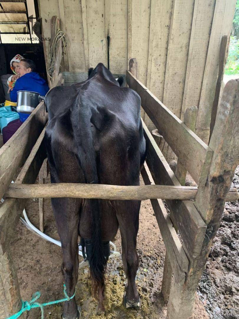 Chácara à venda com 2 quartos, 90m² - Foto 19