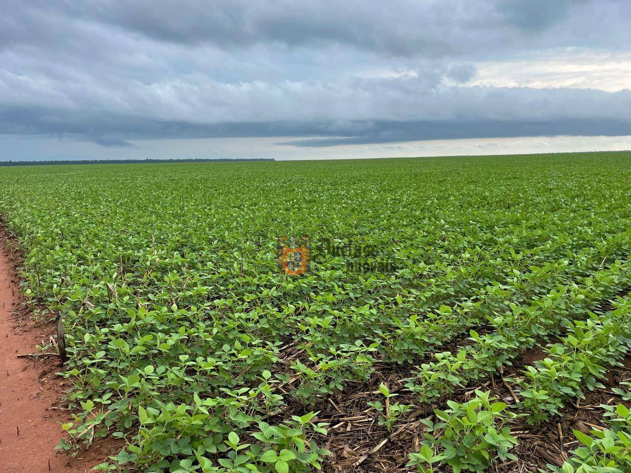 Fazenda, 7236 hectares - Foto 11