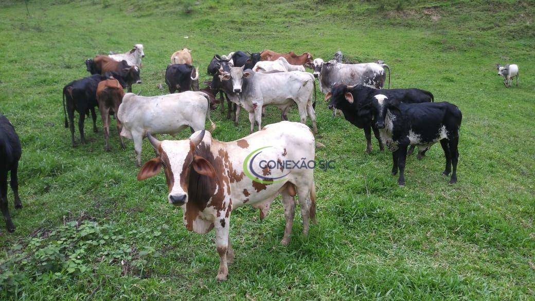 Fazenda à venda com 3 quartos, 2970000M2 - Foto 31