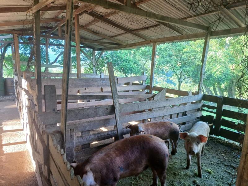 Sítio à venda com 1 quarto, 150m² - Foto 48