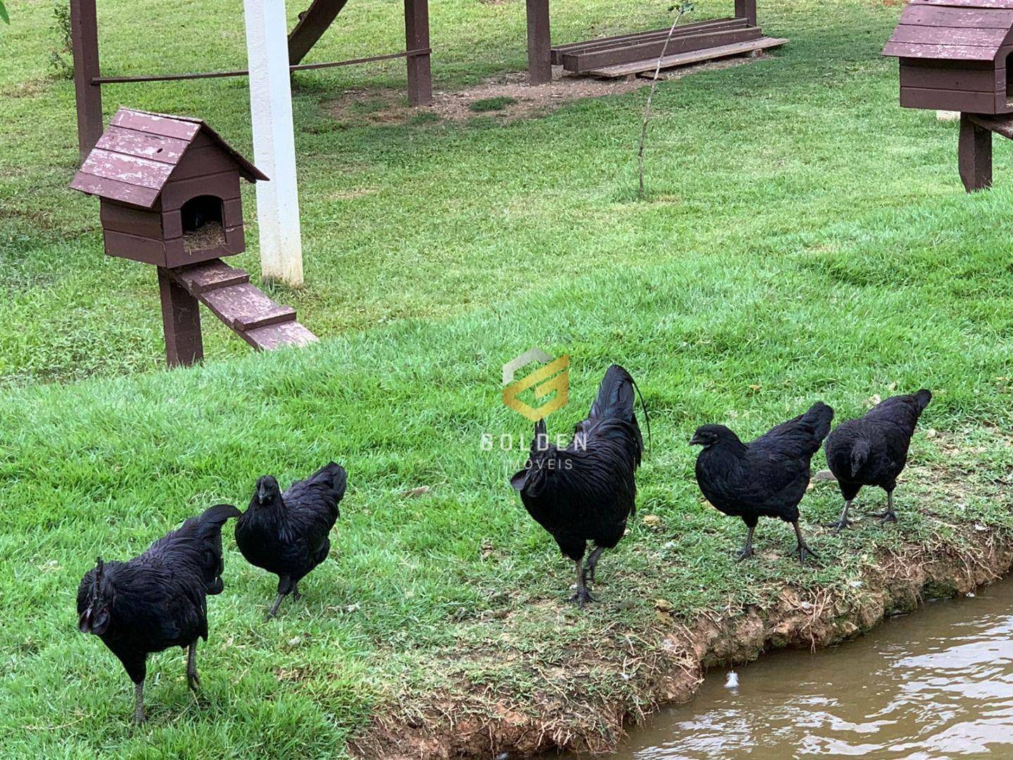 Chácara à venda com 3 quartos, 200m² - Foto 23