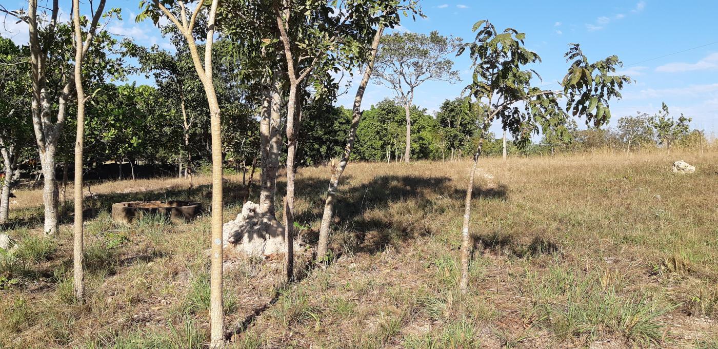 Chácara à venda com 3 quartos, 30000m² - Foto 35