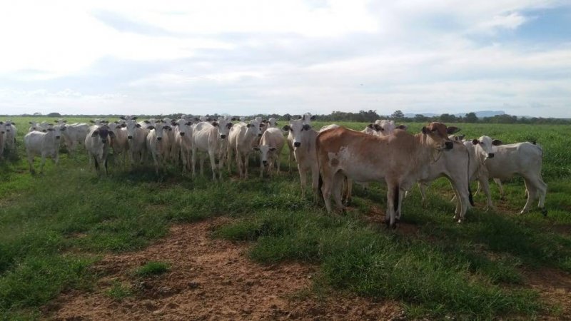 Fazenda à venda, 529m² - Foto 1