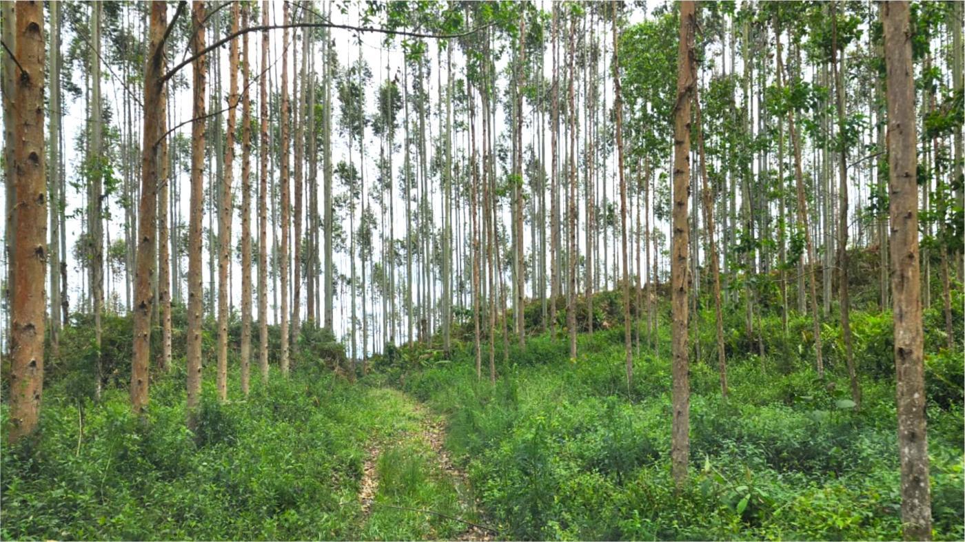 Fazenda à venda, 1564600m² - Foto 2