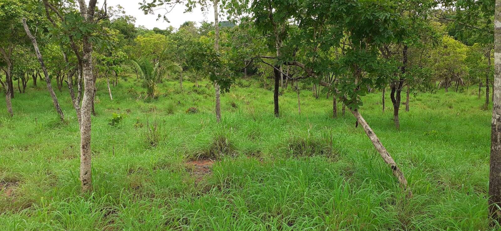 Fazenda à venda com 3 quartos, 10m² - Foto 8