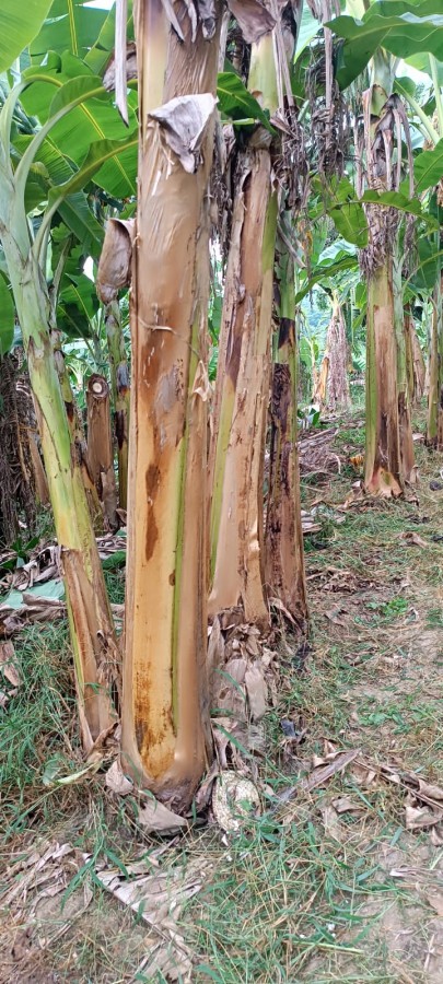 Fazenda à venda, 77m² - Foto 2