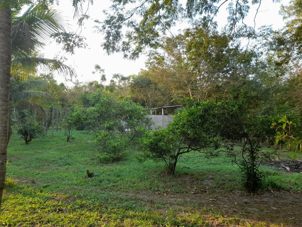 Chácara à venda com 2 quartos, 4000m² - Foto 12