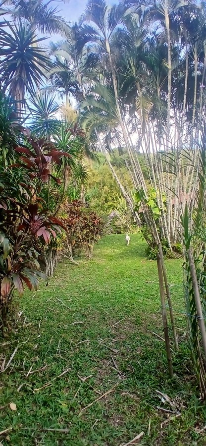 Sítio à venda com 5 quartos, 285m² - Foto 38
