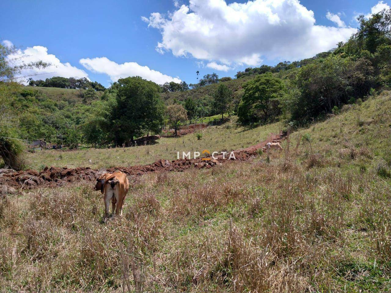 Sítio à venda com 3 quartos, 58000M2 - Foto 52