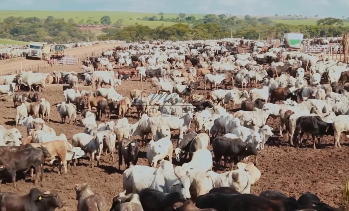 Fazenda à venda, 10000m² - Foto 10