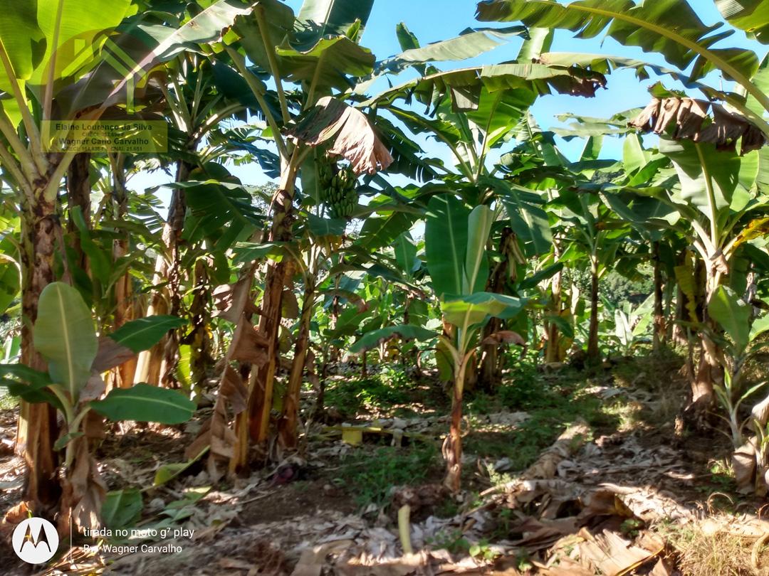 Fazenda à venda com 2 quartos, 8m² - Foto 6