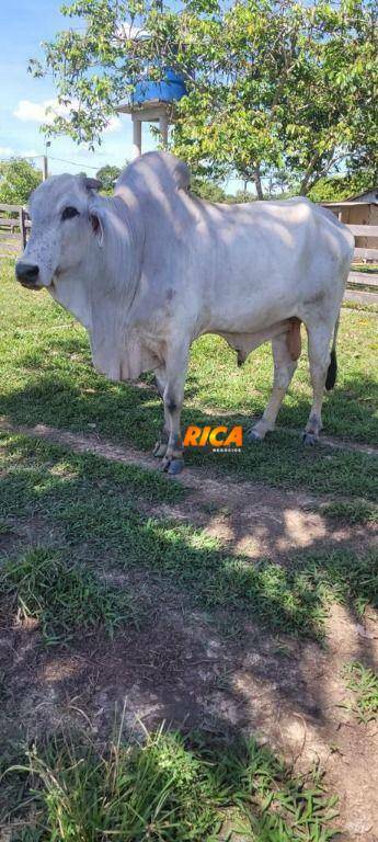 Fazenda à venda com 1 quarto, 5400000M2 - Foto 7