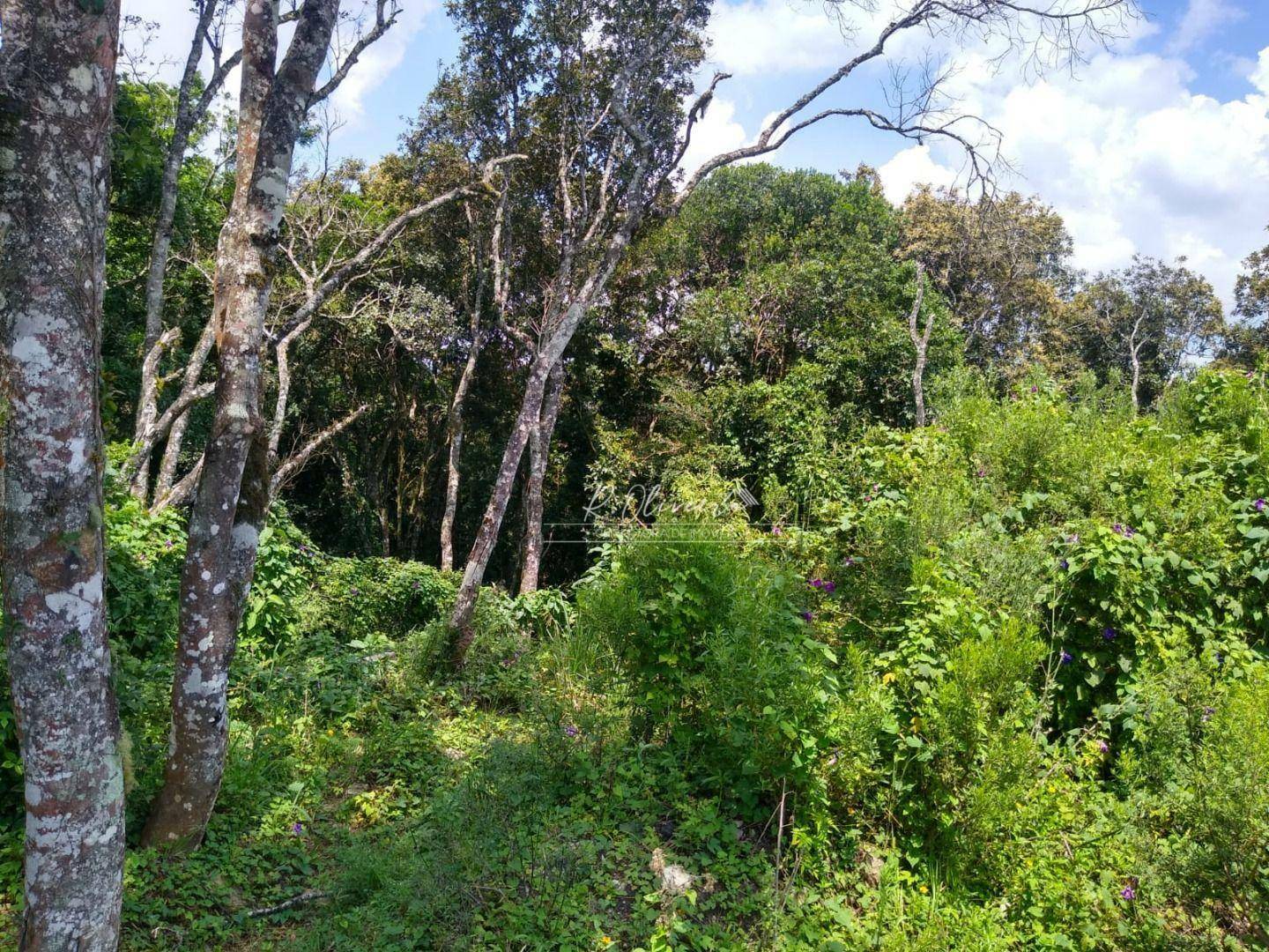 Terreno à venda, 5549M2 - Foto 6